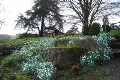 Snowdrop Day – National Garden Scheme