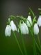 Snowdrop Watch at Standen