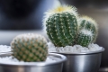 Cactus and Succulent Society Show