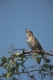 Guided Walk: Experience the Dawn Chorus