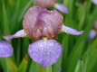 Summer Show featuring Iris and Hosta Societies