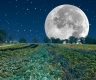 Harvest Moon Night Walk