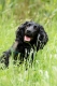 Strutt Your Mutt Charity Dog Walks