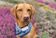 Walkies at Wisley