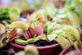 Ferns & Carnivorous Plants Show