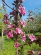 Half price Trees for Sale Oak, Willow, Birch, shrubs Viburnum, lilac