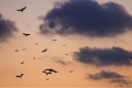 UK Bats talk and walk