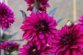 Visitors&rsquo; Dahlia Competition