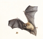 Batty about bats!