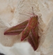 Moths and coffee!