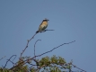 Guided Walk: Pagham Migration Magic