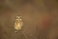 Guided Walk: Medmerry Migration Magic