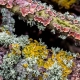 Loving the Lichen!