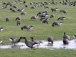 Guided Walk: North Wall Wintering Waders and Wildfowl