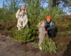Dorset Christmas Festival Pull a Pine at RSPB Arne Nature Reserve