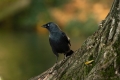 RSPB Autumn Bird Walk at Wisley