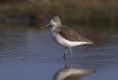 Guided Walk: Church Norton Wintering Waders and Wildfowl