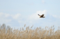 New Year&rsquo;s Day Bird Watching Walk
