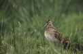 Guided Walk: Magical Medmerry